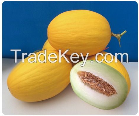 Suntoday Mid-maturity,oblong shape Yellow rind melon seeds