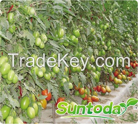 Suntoday Early maturity indeterminate very firm fruit long shelflife rio tomato seeds