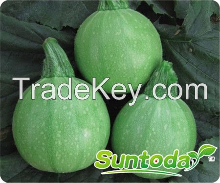 Suntoday round light green squash seeds