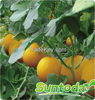 Suntoday Early maturation dark yellow rind round melon seeds