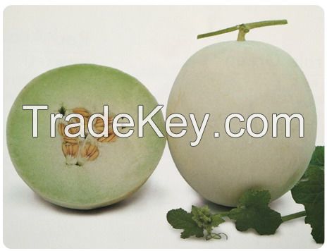 Suntoday Mid- maturity white rind with yellow colourgreen  flesh melon seeds