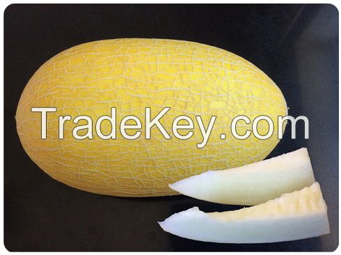 Suntoday Netted type oblong shape yellow rind with white crisp flesh melon seeds