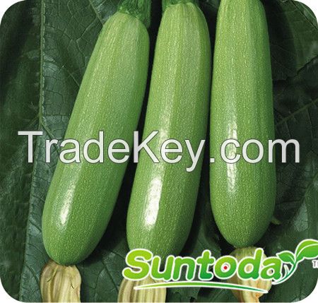 Suntoday long shape light green squash seeds