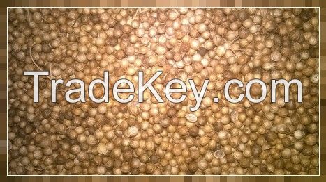 Whole Coriander Seeds