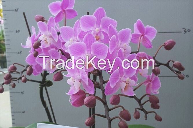 Cut Orchids Flowers , Orchids Pots , Phalaenopsis