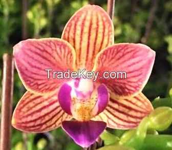 Cut Orchids flowers , Orchids Pots , Phalaenopsis
