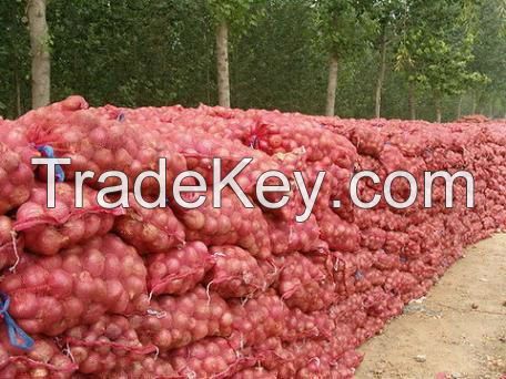 Fresh Red Onion