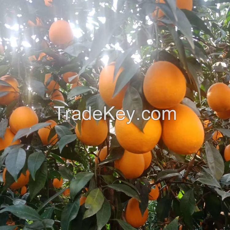 Fresh Naval Oranges From South Africa 