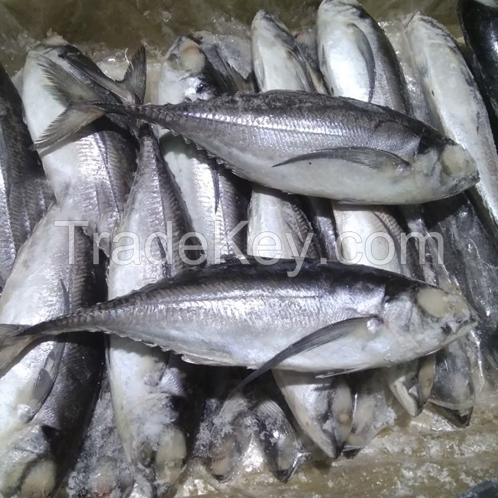 Best Quality Frozen Horse Mackerel Iqf Frozen Seafood 