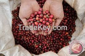 Coffee Robusta