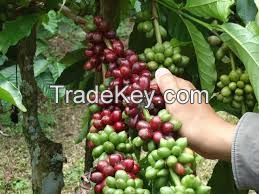 Coffee Arabica