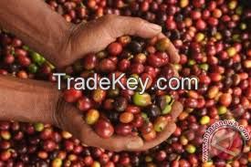 Coffee Arabica