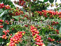 Coffee Arabica