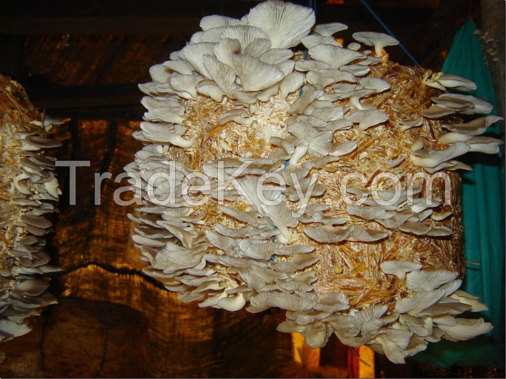 Oyster Mushrooms ( Dried)