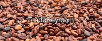 COCOA BEAN FROM ECUADOR