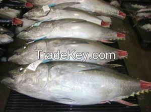 Frozen Whole Yellowfin Tuna