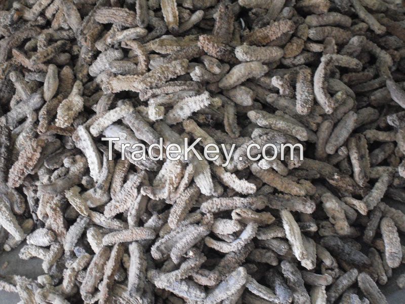 Dry Sea Cucumber For Sale