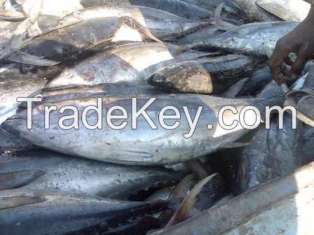 High Quality Whole Round BQF Frozen Tuna Fish Skipjack