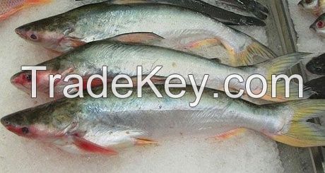 Pangasius fish (Pangasius Hypophthalmus