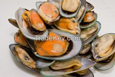 Frozen Half shell mussel available in stock