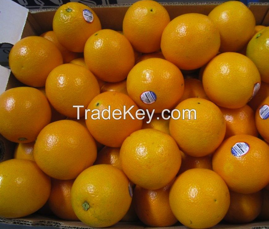 Fresh Naval and Valencia Oranges Best Quality