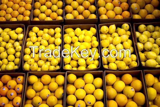 Best Quality Fresh Lemons Grade A