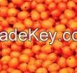 Seabuckthorn berry - HippophaÃ« Rhamnoides