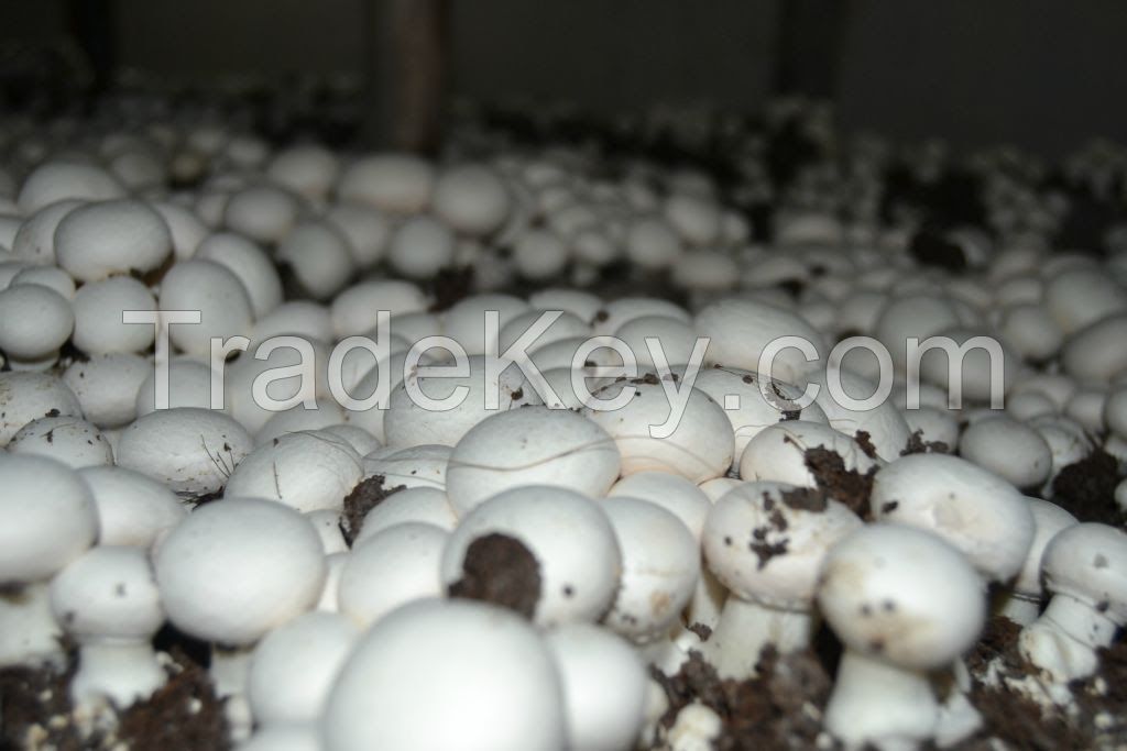 British Button Mushroom - fresh