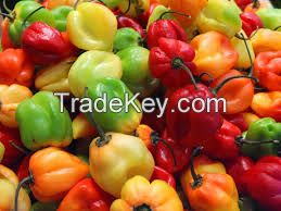 Scotch Bonnet Pepper