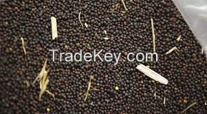 CANOLA SEED, CANOLA OIL