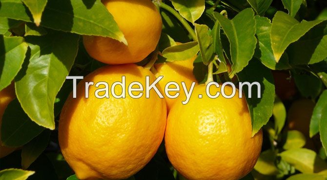 Cheap Fresh lemons, Mandarin Orange Citrus Fruits from South Africa