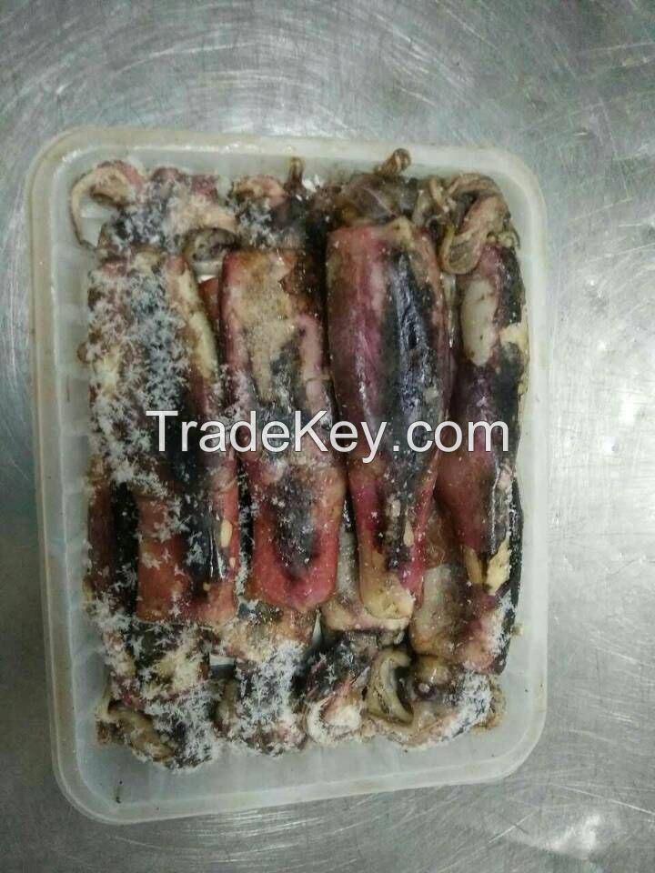 Frozen Bait Squid, Seafrozen, Good Quality