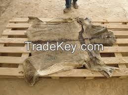 dry salted donkey hides