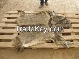 Wet And Dry Salted Donkey Hides And Cow Hides