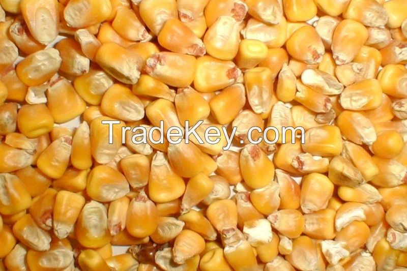 Yellow Corn