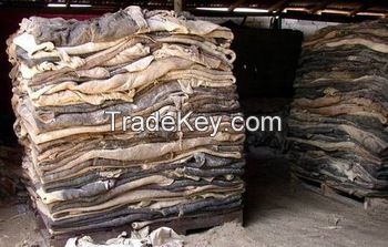 BEST QUALITY WET SALTED COW HIDE DONKEY HIDES AND COW HEAD FOR SALE