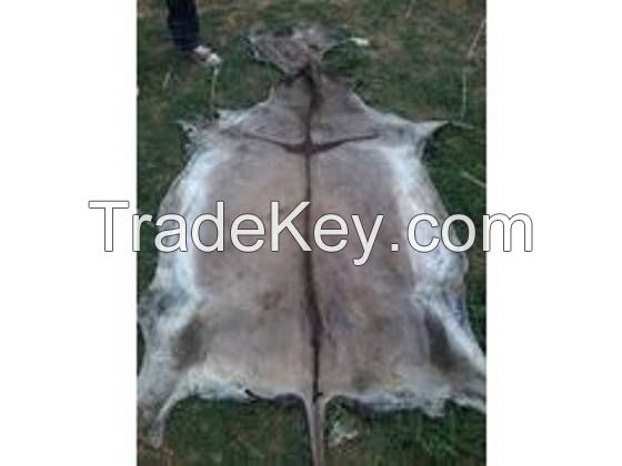 Best Quality Dry and Wet Salted Donkey Hides