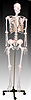 Life-size skeleton 170cm tall