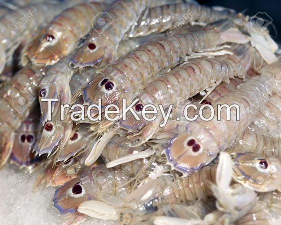 Heads On / Shell ON Fresh Frozen Vannamei Shrimp and White Shrimps