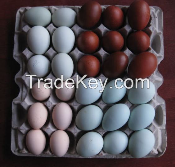 Normal and Hatchable chicken eggs