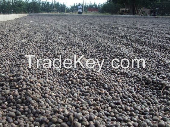 Arabica Coffee Beans