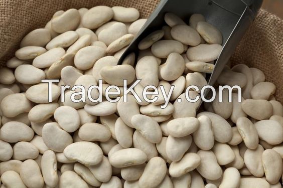 white kidney beans / butter bean / white bean