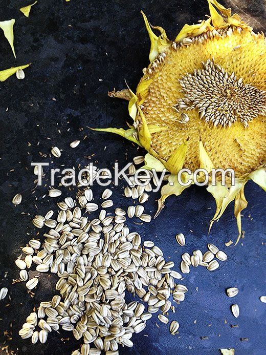 Sunflower seeds