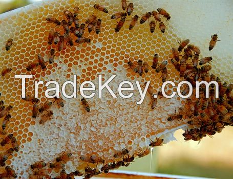 Pure honey HACCP, natural bee honey,100% Refined Pure Natural Honey