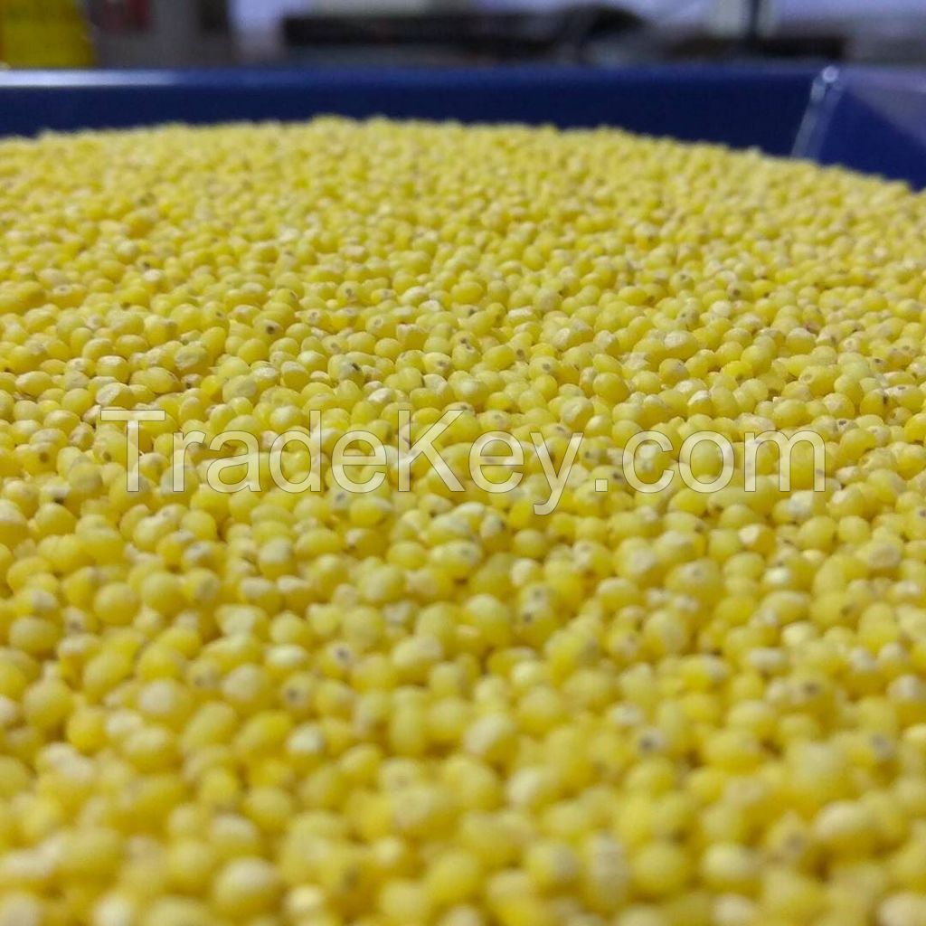 100% organic high quality yellow broomcornm millet from ukraine