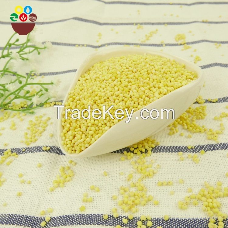 100% organic high quality yellow broomcornm millet from ukraine