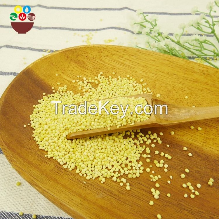 100% organic high quality yellow broomcornm millet from ukraine