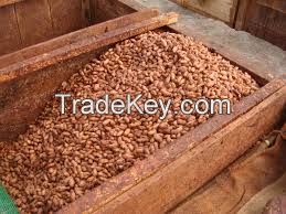 Cacao Beans Ready To Be Exported