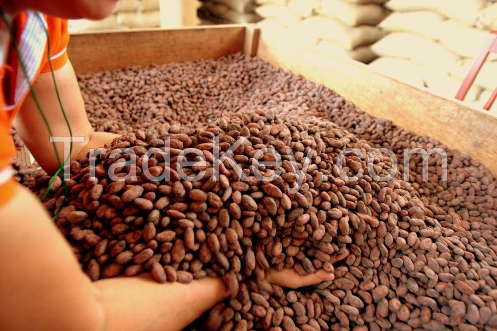 Cacao Beans Ready To Be Exported