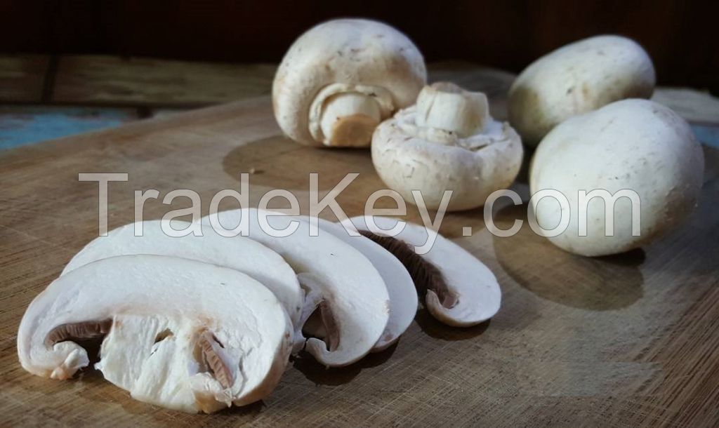 High quality champignon whole mushroom